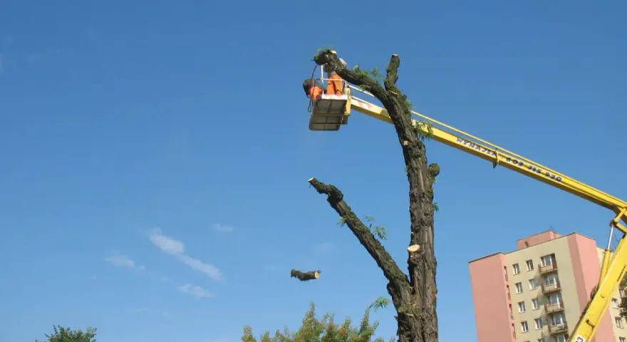 Wycinka drzew z podnośnika. Pracownik w koszu tnie gałęzie. Sprawdź wycinka drzew z podnośnika cennik.